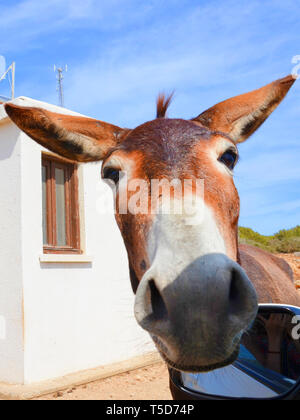 Detail der Wilde Esel Kopf aus einem geöffneten Fenster. Das Tier wird direkt an der Kamera. In abgelegenen Karpas Halbinsel, türkischen Nordzypern. Die Esel sind lokale Attraktion. Stockfoto