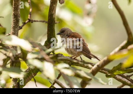 Kleiner Vogel versteckt von der Mittagssonne in einem Busch, Obudu plateau Nigeria Stockfoto