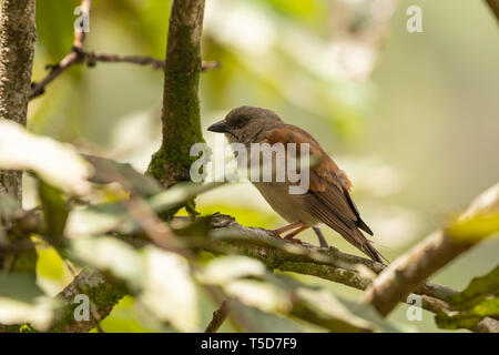 Kleiner Vogel versteckt von der Mittagssonne in einem Busch, Obudu plateau Nigeria Stockfoto