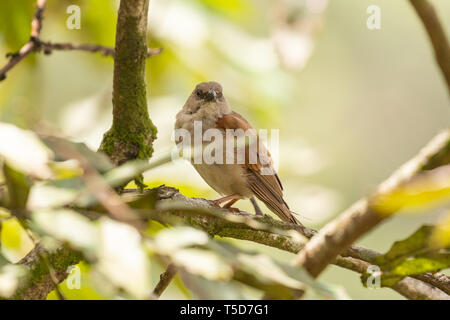 Kleiner Vogel versteckt von der Mittagssonne in einem Busch, Obudu plateau Nigeria Stockfoto