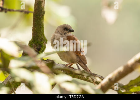 Kleiner Vogel versteckt von der Mittagssonne in einem Busch, Obudu plateau Nigeria Stockfoto