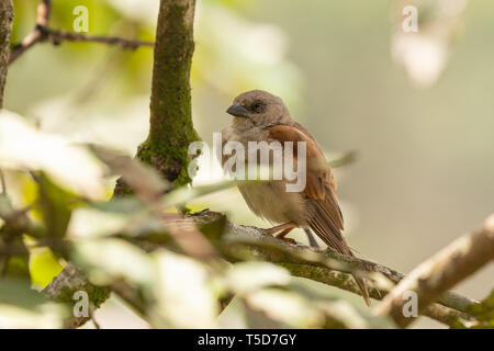 Kleiner Vogel versteckt von der Mittagssonne in einem Busch, Obudu plateau Nigeria Stockfoto