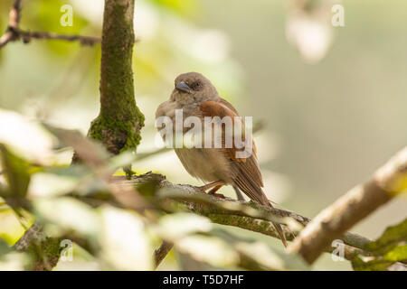 Kleiner Vogel versteckt von der Mittagssonne in einem Busch, Obudu plateau Nigeria Stockfoto