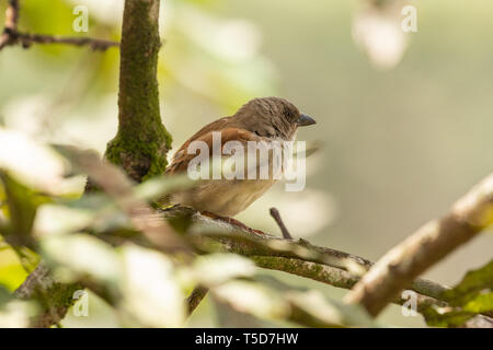 Kleiner Vogel versteckt von der Mittagssonne in einem Busch, Obudu plateau Nigeria Stockfoto