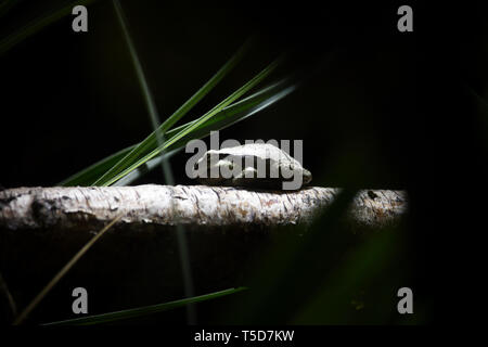 Ein grinsender Frosch sitzt in der Nacht auf einem Ast, nur im Licht. Ringsherum sind einige grüne Blätter zu sehen. Stockfoto