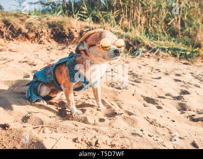 Chihuahua mit Sonnenbrille und Strohhut liegt an einem Strand am Fluss in der Sonne. Modische Hund in einer Jeans Anzug ausruhen am Strand gekleidet Stockfoto