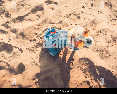 Chihuahua mit Sonnenbrille und Strohhut sitzt auf einem Strand am Fluss in der Sonne. Modische Hund in einer Jeans Anzug ausruhen am Strand gekleidet Stockfoto