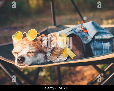 Chihuahua mit Sonnenbrille und Strohhut liegt in einer Hängematte in der Nähe von einem Strand die Sonne genießen. Modische Hund in einer Jeans Anzug ruht auf dem gekleidet Stockfoto