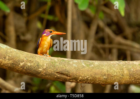 African Pygmy Kingfisher thront in einem Mangrove über einem Fluss in Butatong, Nigeria Stockfoto