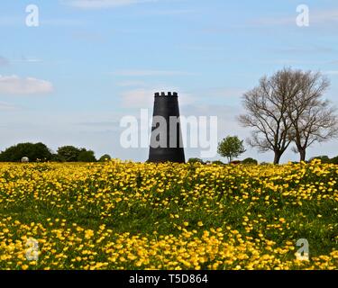 Die schwarze Mühle auf Beverley Westwood, Beverley, East Riding von Yorkshire im Frühsommer mit gelben Butterblumen einen sonnigen Teppich. Stockfoto