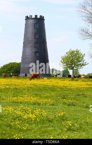 Die schwarze Mühle auf Beverley Westwood, Beverley, East Riding von Yorkshire im Frühsommer mit gelben Butterblumen einen sonnigen Teppich. Stockfoto