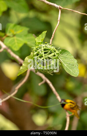 Männliche village Weaver Vogel auf einem Zweig mit einem Grashalm im Schnabel für das Weben von seinem Nest zu fliegen bis zum Nest Stockfoto