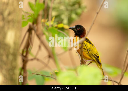 Männliche village Weaver Vogel auf einem Zweig Stockfoto