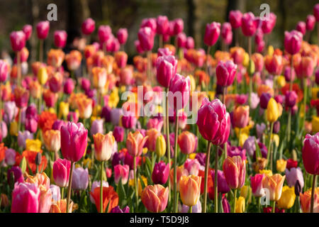 Atemberaubende Tulpen in lebendigen Farben auf dem Keukenhof Lisse, Südholland, Niederlande. Keukenhof ist wie der Garten Europas bekannt. Stockfoto