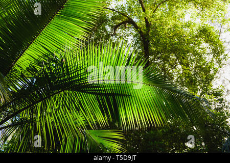 Coconut Tree Palm mit Ernte nach unten an. Coconut großes Blatt mit glänzenden obwohl Sonne. Stockfoto
