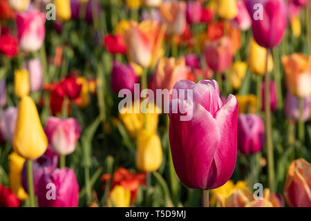 Rosa, Orange und gelbe Tulpe Blumen im Keukenhof Lisse, Südholland, Niederlande. Keukenhof ist wie der Garten Europas bekannt. Stockfoto