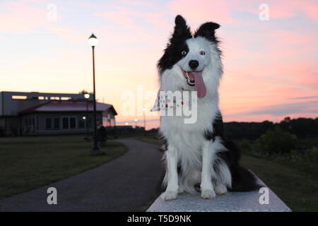 Mein Border Collie Aura durch den Fluss in die Altstadt, Maine. Sie ist rein gezüchtet und wir bekamen sie von einem Züchter zeigen. Ihre Namen Aura. Stockfoto