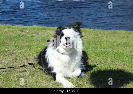 Mein Border Collie Aura durch den Fluss in die Altstadt, Maine. Sie ist rein gezüchtet und wir bekamen sie von einem Züchter zeigen. Ihre Namen Aura. Stockfoto