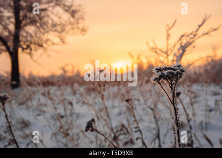 Milchglas Wiese Blumen im Licht der untergehenden Sonne Stockfoto