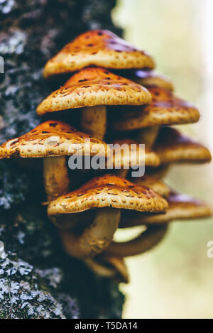 Pholiota aurivella Pilze auf eine Birke im Herbst Wald Stockfoto