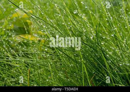 Perlen von Regen klammern sich an langen Gras Stockfoto