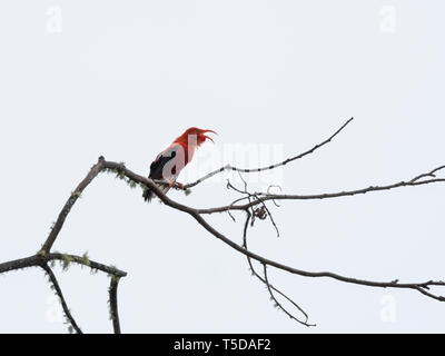 Scarlet Hawaiian Honeycreeper I'iwi Singen auf einer Stange in der Haleakala National Park, Maui, Hawaii Stockfoto