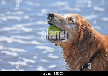 Ältere Golden Retriever freudig mit einem Tennisball im Mund am Strand mit dem Ozean Flut im Hintergrund. Stockfoto