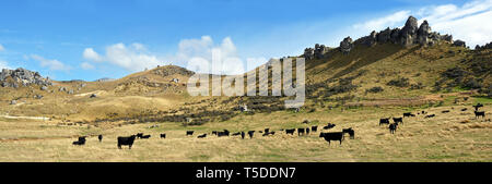 Castle Hill Rinderhaltung Panorama Landschaft im hohen Land der Mid-Canterbury im Herbst, Neuseeland. Stockfoto