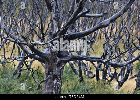 Südliche Südbuchen (Nothofagus sp.), Torres del Paine NP, Chile Stockfoto