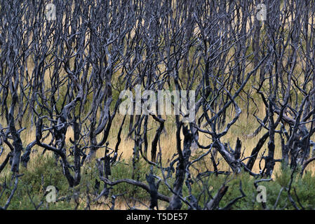 Südliche Südbuchen (Nothofagus sp.), Torres del Paine NP, Chile Stockfoto