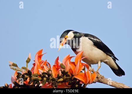 Pied Myna auf Flamme - von - den Wald Stockfoto