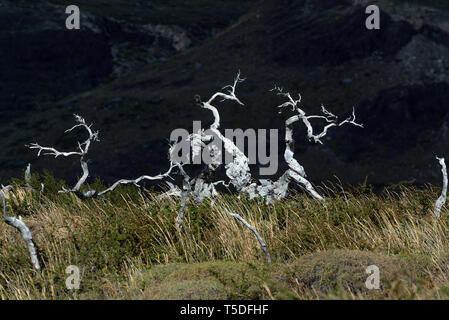 Toten südliche Südbuchen (Nothofagus sp.), Torres del Paine NP, Chile Stockfoto