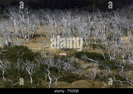 Toten südliche Südbuchen (Nothofagus sp.), Torres del Paine NP, Chile Stockfoto