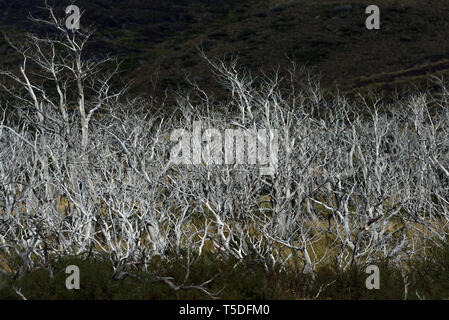 Toten südliche Südbuchen (Nothofagus sp.), Torres del Paine NP, Chile Stockfoto