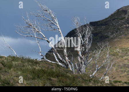 Toten südliche Südbuchen (Nothofagus sp.), Torres del Paine NP, Chile Stockfoto