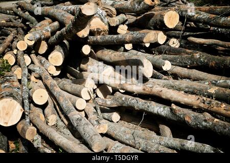 Forstwirtschaftliche Arbeiten in den Pyrenäen, Frankreich. Stockfoto