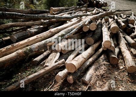 Forstwirtschaftliche Arbeiten in den Pyrenäen, Frankreich. Stockfoto