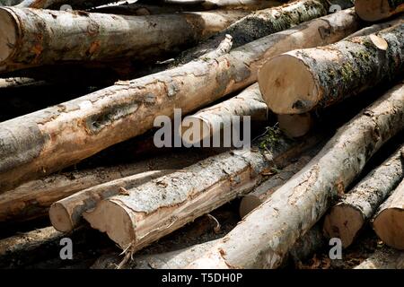 Forstwirtschaftliche Arbeiten in den Pyrenäen, Frankreich. Stockfoto