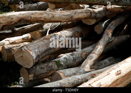 Forstwirtschaftliche Arbeiten in den Pyrenäen, Frankreich. Stockfoto