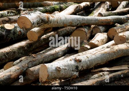 Forstwirtschaftliche Arbeiten in den Pyrenäen, Frankreich. Stockfoto