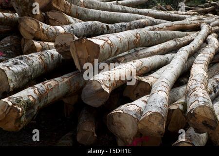 Forstwirtschaftliche Arbeiten in den Pyrenäen, Frankreich. Stockfoto