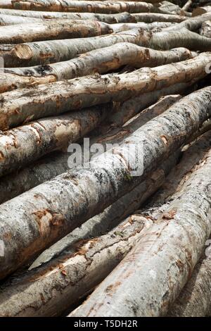 Forstwirtschaftliche Arbeiten in den Pyrenäen, Frankreich. Stockfoto