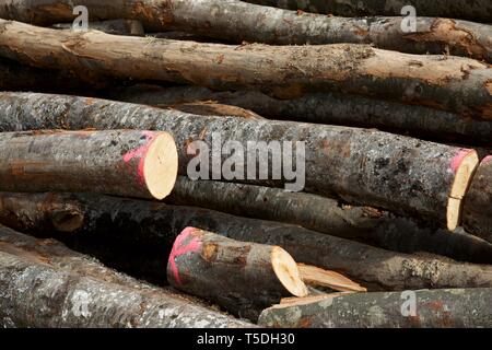 Forstwirtschaftliche Arbeiten in den Pyrenäen, Frankreich. Stockfoto