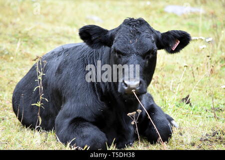 Große schwarze Kuh Lounging im Gras genießen Sie die sonnigen Tag Stockfoto