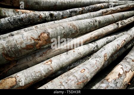 Forstwirtschaftliche Arbeiten in den Pyrenäen, Frankreich. Stockfoto