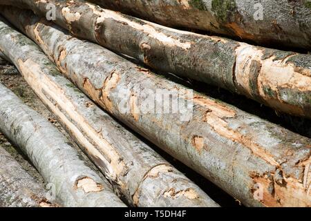 Forstwirtschaftliche Arbeiten in den Pyrenäen, Frankreich. Stockfoto