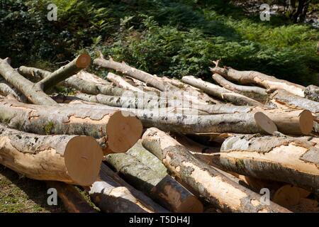 Forstwirtschaftliche Arbeiten in den Pyrenäen, Frankreich. Stockfoto