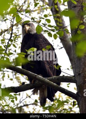 Foto von einem Weißkopfseeadler in einem Baum gehockt nach unten an der Kamera Stockfoto