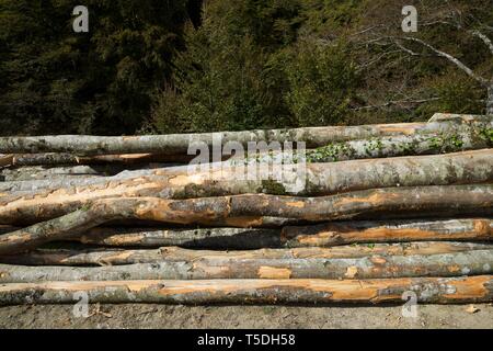 Forstwirtschaftliche Arbeiten in den Pyrenäen, Frankreich. Stockfoto