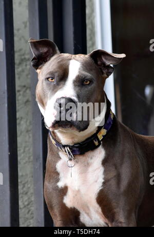 Violett die Grube Stier Hund an Kamera starrt Stockfoto